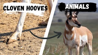 Animals with Cloven Hooves  Cloven Hoofed Animals [upl. by Nodyarb]