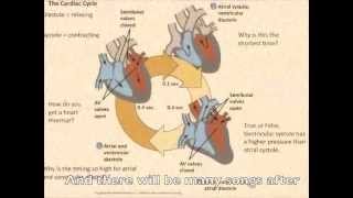 Circulatory System Review Songm4v [upl. by Ardene]