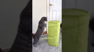 Gatos jugando shorts shortvideo [upl. by Ainadi]