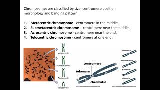 07 Cytotaxonomy [upl. by Ynnig]