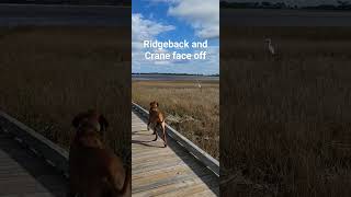 Rhodesian Ridgeback tracks crane on marsh dog rhodesianridgeback crane florida bird hunting [upl. by Aihsena91]