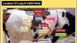 Cattle Lung Anatomy  Exact location of lungs in bovine [upl. by Lorsung]