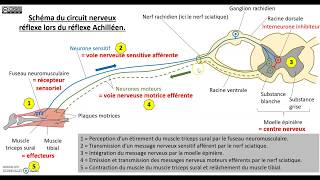 Le contrôle nerveux du réflexe myotatique [upl. by Blain]