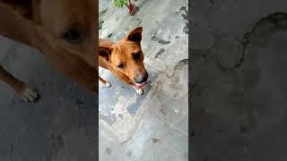 Dog 🐶🐕 video [upl. by Aneertak]