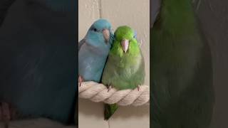 Where is my boys🦜🤣parrotlets Parrot Birds [upl. by Izy]