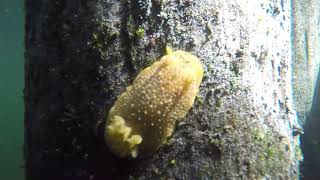 Three Nudibranchs at Porpoise Bay Sechelt BC 091223 [upl. by Noired335]