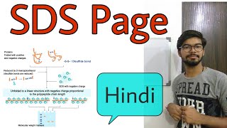 SDS PAGE gel electrophoresis in Hindi [upl. by Pelage]