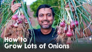 How to Regrow Onions [upl. by Nitsew882]