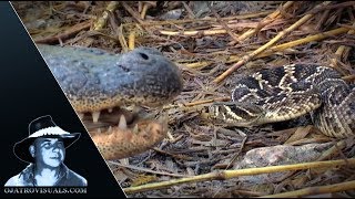 Alligator Eats Rattlesnake 01 Footage [upl. by Tera366]