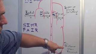 Collateral amp Recurrent arteries of the Arm [upl. by Eintruoc]