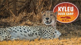 Camping  Kyleu Bush Camp Unfenced  Dinokeng Game Reserve [upl. by Atekehs373]