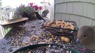 Red Winged Blackbird stops in again [upl. by Lidda]