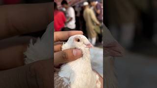 Pet market se le li  kabootar minivlog petsvlog rabbit pet animals shorts kabutar birds [upl. by Fletcher690]