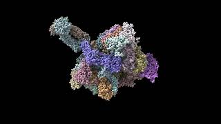 ChimeraX rotation animation example cryoEM [upl. by Nedyaj739]