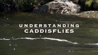 Understanding Caddisflies with Tom Rosenbauer [upl. by Jeane]