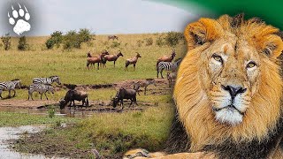 Territoire et Survie  LArt de Vivre en Savane 🐅  Documentaire Animalier  AMP [upl. by Boigie366]