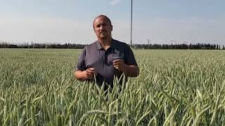 AAC Delight Spring Triticale Virtual Crop Tour [upl. by Murtha]