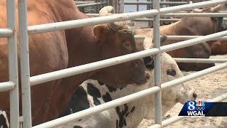 Cowboys ride bucking bulls at York State Fair rodeo [upl. by Jackquelin]