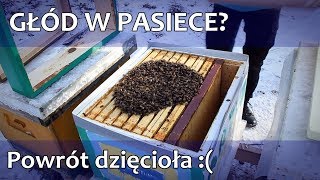 26 Głód w pasiece Powrót dzięcioła [upl. by Hebel]