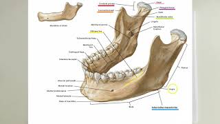 ANATOMİ12KONUCraniumOs Nasale Concha Nasalis Inferior Mandibula Os Hyoideum [upl. by Enetsirk]