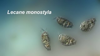 Lecane monostyla lunaris [upl. by Nnybor]