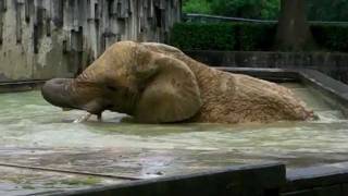 アフリカゾウ・ケニー雨中の大暴れ！African elephant acts violently in rain [upl. by Anialem502]