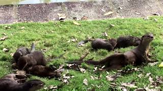 Smooth coated marine otter clan [upl. by Lennor]