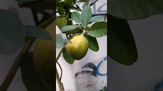 lemon tree fruits [upl. by Nellahs]