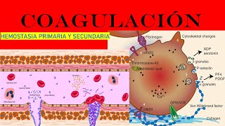 COAGULACIÓN SANGUÍNEA FISIOLOGÍA HEMOSTASIA PRIMARIA Y SECUNDARIA [upl. by Sherris]