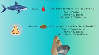 Geosmin  Why Humans Can Smell Better Than Sharks [upl. by Eus]