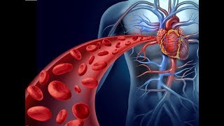 cardiovascular system cardiac output [upl. by Ayota]