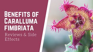 What is Benefits of Caralluma Fimbriata Reviews and Side effects [upl. by Eibor]