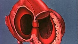 Heart embryology video [upl. by Ressay]