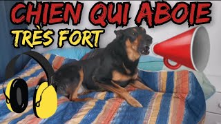 CHIEN MÃ‰CHANT QUI ABOIE TRÃˆS FORT  bouchez vos oreilles [upl. by Dorcas]