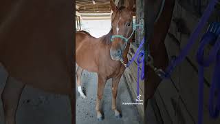 yearling horse toocute barn homestead cute sweet horses [upl. by Kilroy]