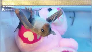 The journey of our rescued orphan baby bats [upl. by Ymia]