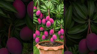 🌿Can You Really Grow Mango Tree at Home mango gardening [upl. by Hecklau587]