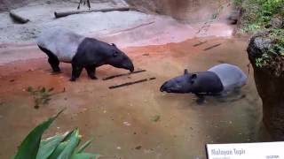 Malayan Tapir Pair  San Diego Zoo [upl. by Imotih]