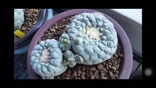 Lophophora Collection in one of our local nursery store [upl. by Ybloc837]