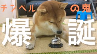 想像以上にチンベルを使いこなし催促をしまくる柴犬 Shiba Inu who masters the chimbel more than imagined and urges [upl. by Eresed]