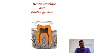 Dentine Structure amp Dentinogenesis part1 [upl. by Croom]