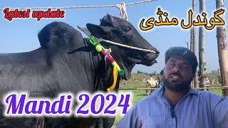 today gondal mandi April 29 2024 latest update ll talagang mandi ll jamil tv ll [upl. by Adnilg]