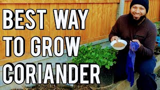 Whats The Best Way To Grow Coriander Cilantro How To Grow Coriander Start To Finish [upl. by Aetnahc692]