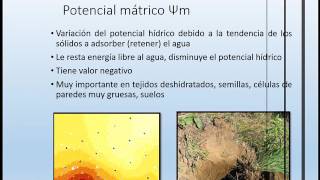 potencial hidrico suelo agua planta [upl. by Hamlet]