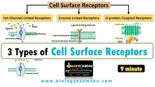 3 Types of Cell Surface Receptors Ion Channel Linked Receptors Enzyme Linked Receptors and GPCR [upl. by Eiral]