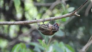 Carpintero enano  Picumnus nebulosus  Aves en Uruguay [upl. by Yedrahs]