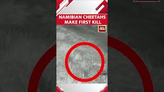 WATCH Namibian Cheetahs In India Hunt amp Make First Kill shorts cheetah [upl. by Arodoet]