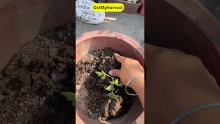 Special Tips for growing Tomatoes  Ab dher saare tamatar ugalo shorts [upl. by Allemac]