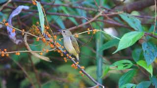 Plain flowerpecker calls 綠啄花叫聲 [upl. by Nekcerb34]