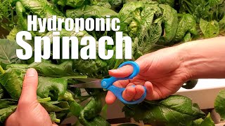 Growing Hydroponic Spinach at Home [upl. by Torhert850]